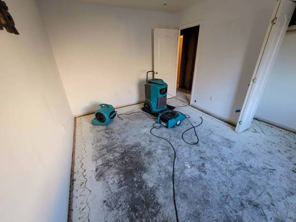 Best Mold removal after water damage  in Luck, WI