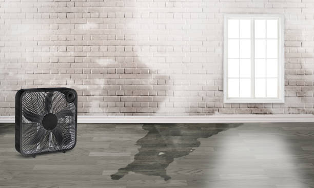 Best Professional water damage repair  in Luck, WI